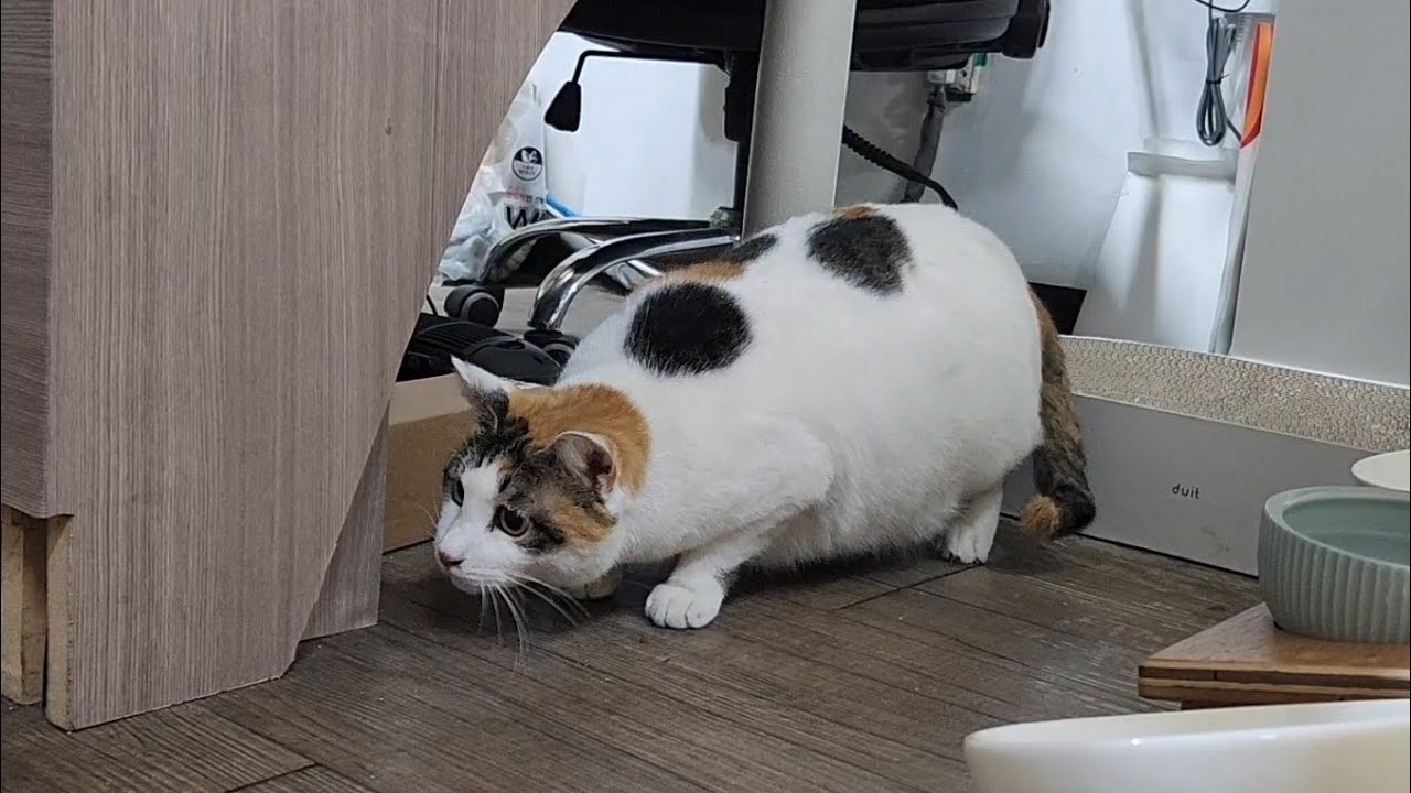 잘 노는 보물이 (26.03.15)