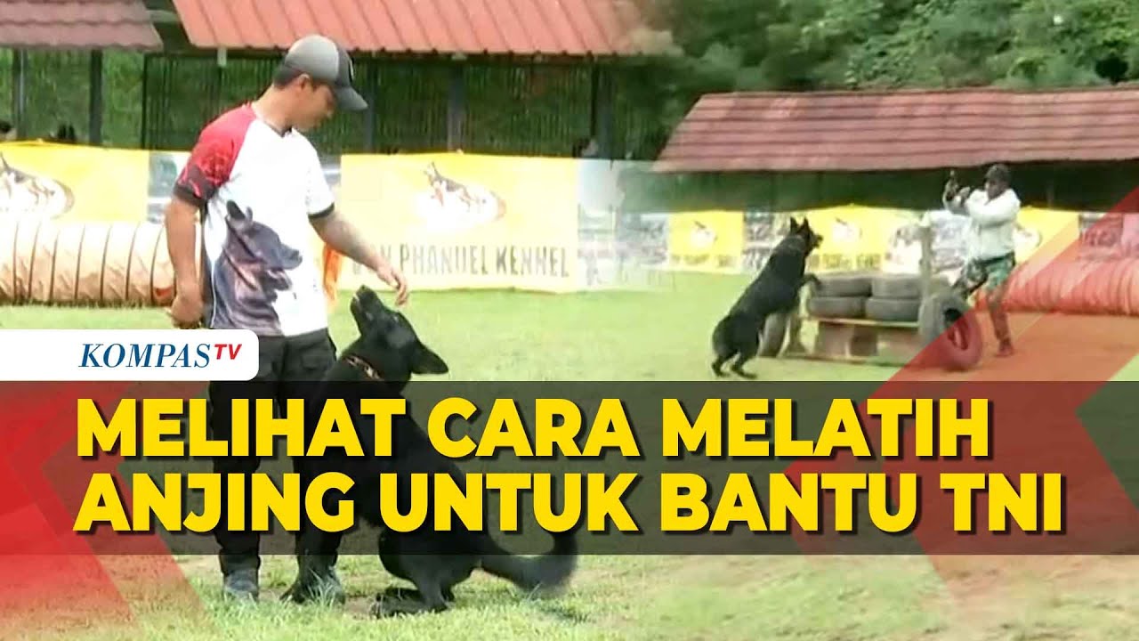 Melatih Kemampuan Anjing Pelacak K-9 untuk Bantu Tugas Personel TNI