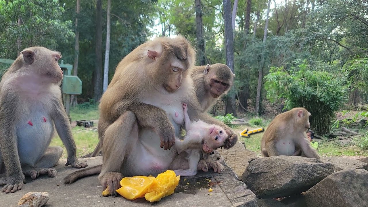 Wonderful..!! Mom Rose advised baby Rina not to be around Bonita because she was worried🐒💕