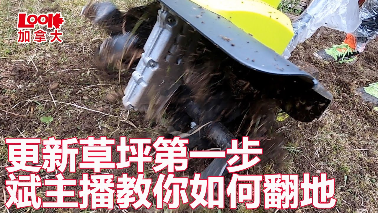 【温哥华日常】家里草坪一大块死了，怎么才能修复？斌主播教你如何重新翻地（TurnThe Ground），买翻地机还是租呢？到底哪个更合算？（欢迎订阅斌主播频道）