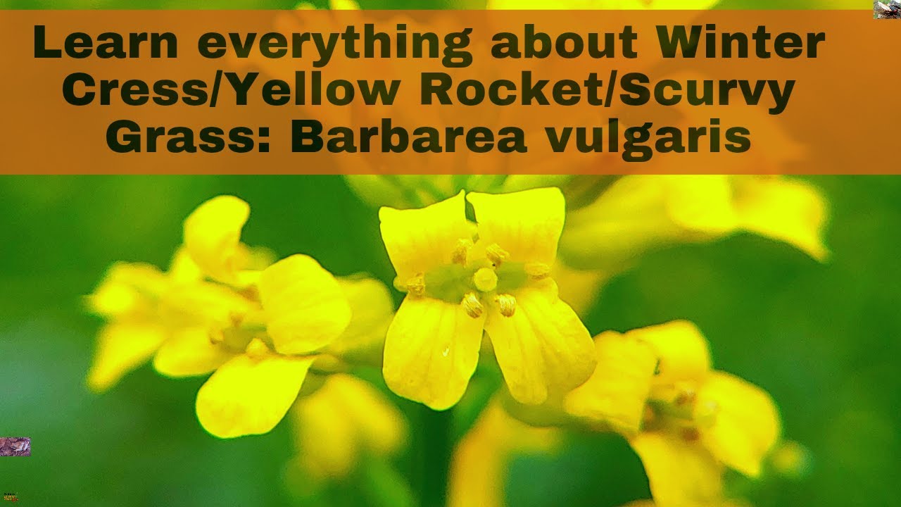 Yellow Rocket, Scurvy Grass, Bittercress, Creasy Greens: Barbarea vulgaris. How it got these names!