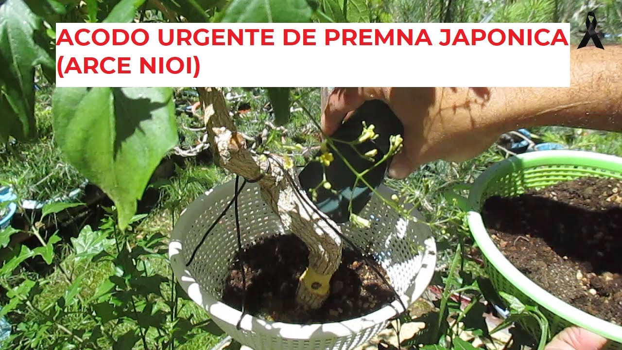ACODO URGENTE EN UNA PREMNA JAPONICA ֍ ARCE NIOI 🌱✅