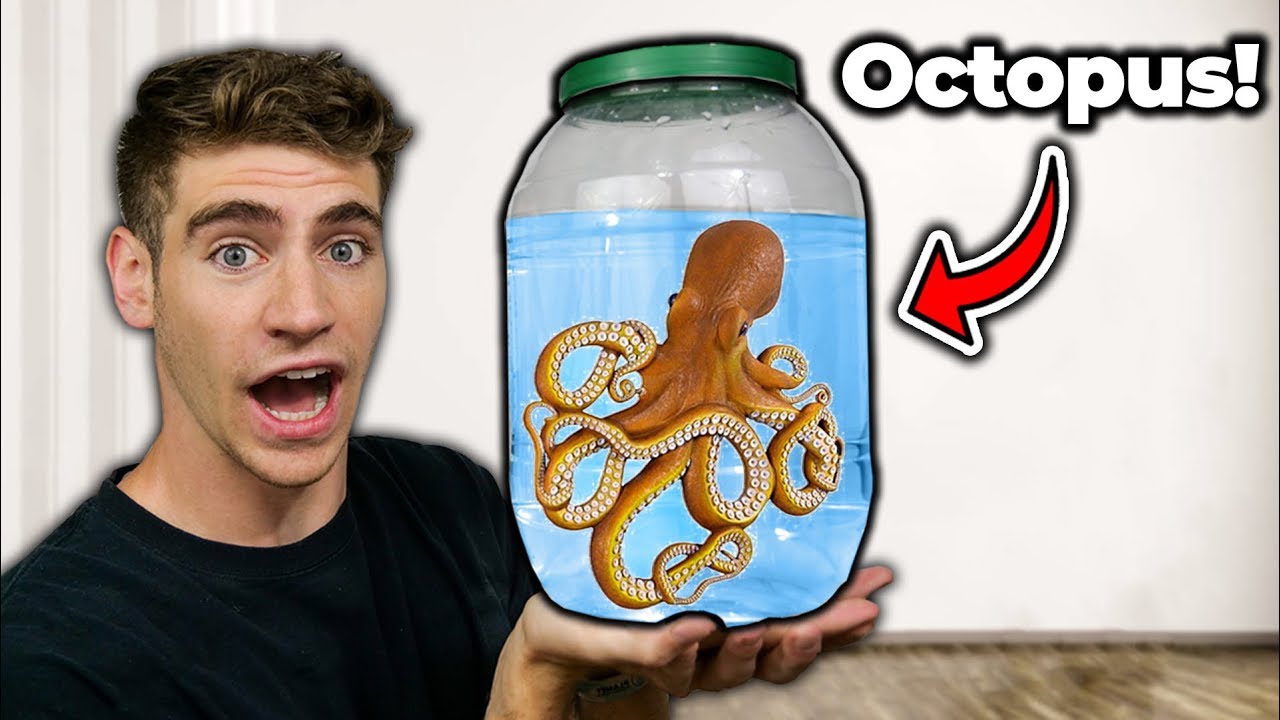 Мой *НОВЫЙ* ОСЬМИНОГ... он ядовитый?!