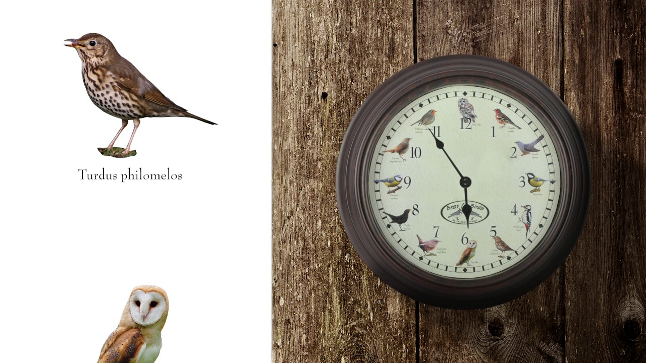 Clock with bird sounds by Esschert Design