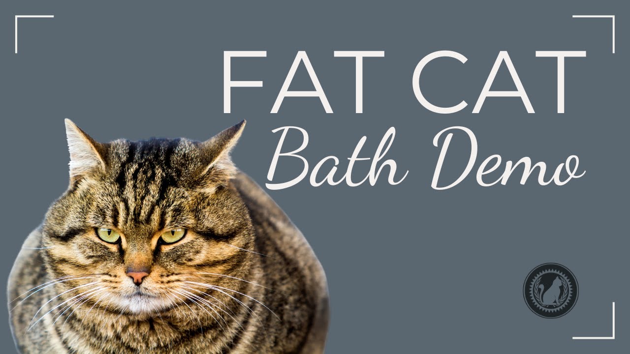 How to Bathe a Large or Overweight Cat Safely | Cat Grooming Demo by Certified Feline Master Groomer
