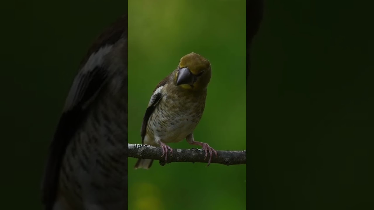 Hawfinch | Kernbeisser