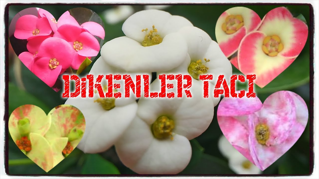 DİKENLER TACI BAKIM (Euphorbia Milii)
