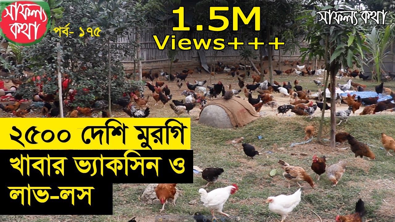 ২৫০০ দেশি মুরগির খামার | দেশি মুরগি পালন চিকিৎসা এবং লাভ-লস | Deshi Murgir Farm | Safollo Kotha 175