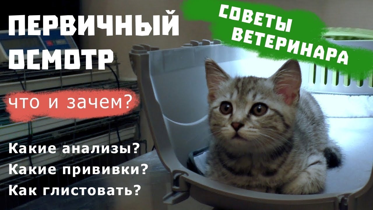 ПЕРВИЧНЫЙ ОСМОТР КОТЕНКА | Советы ветеринара / Какие прививки для котенка?