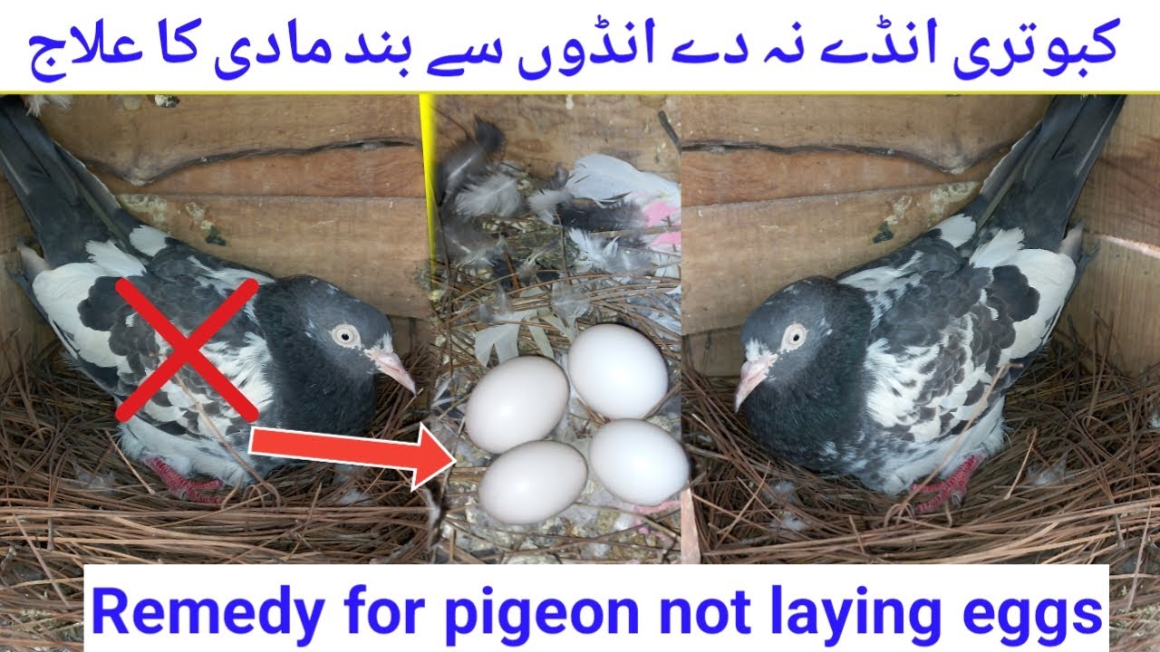 Kabotari anday na de ilaj || andon se band madi ka ilaj || Remedy for pigeon not laying eggs ||