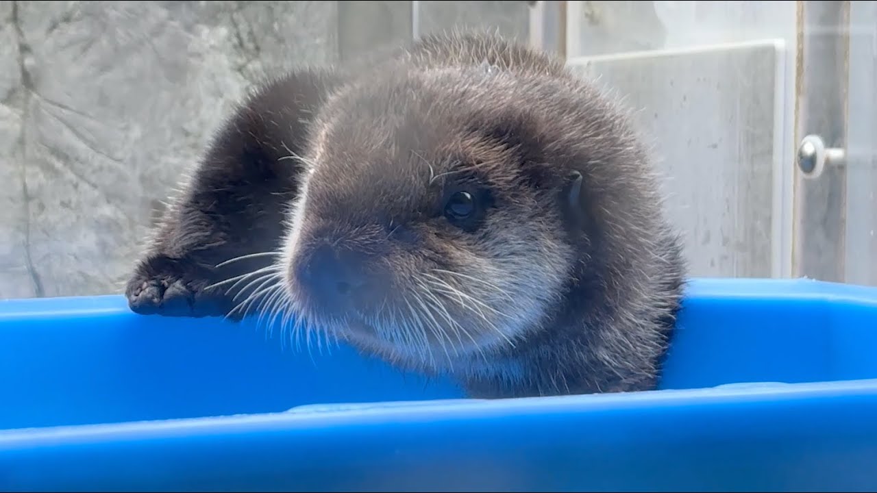 Sea otter pup Tofino in the box_17 Sep 2024