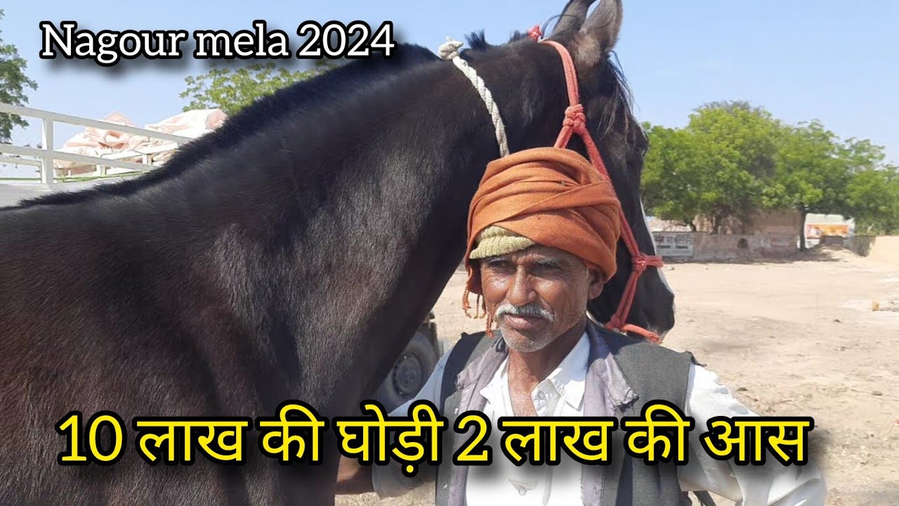किसान की घोड़ी है खरीदकर दिखाओ तो जाने | shri ramdev pashu mela Nagaur 2024 | horse mela nagaur 2024