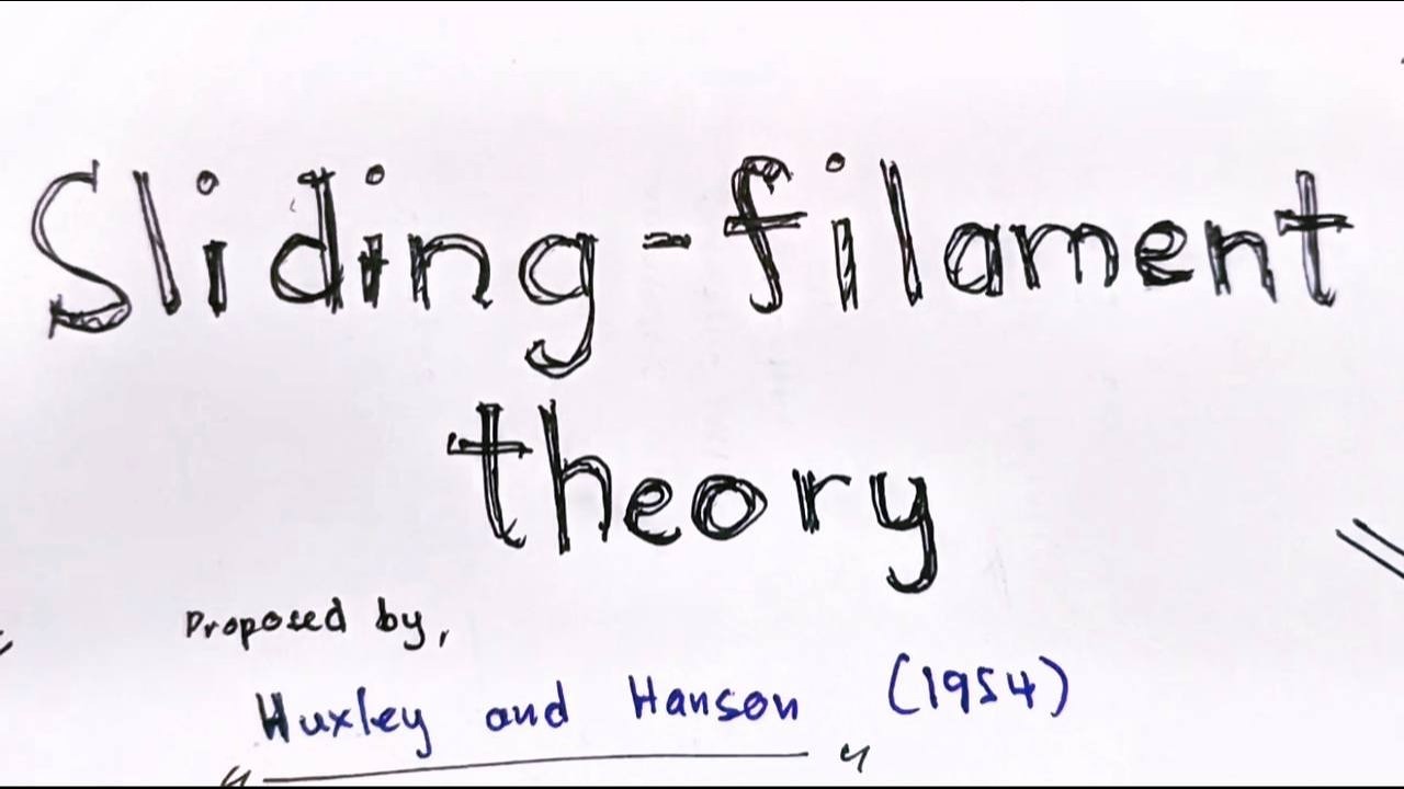 How Muscles Contract: The Sliding Filament Theory by ATP Emergency