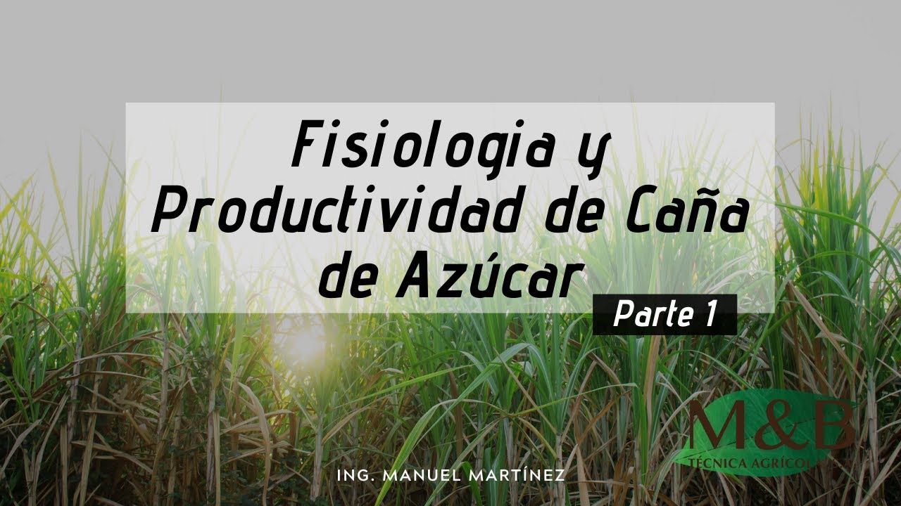 Fisiologia y Productividad de Caña de Azúcar - Parte I