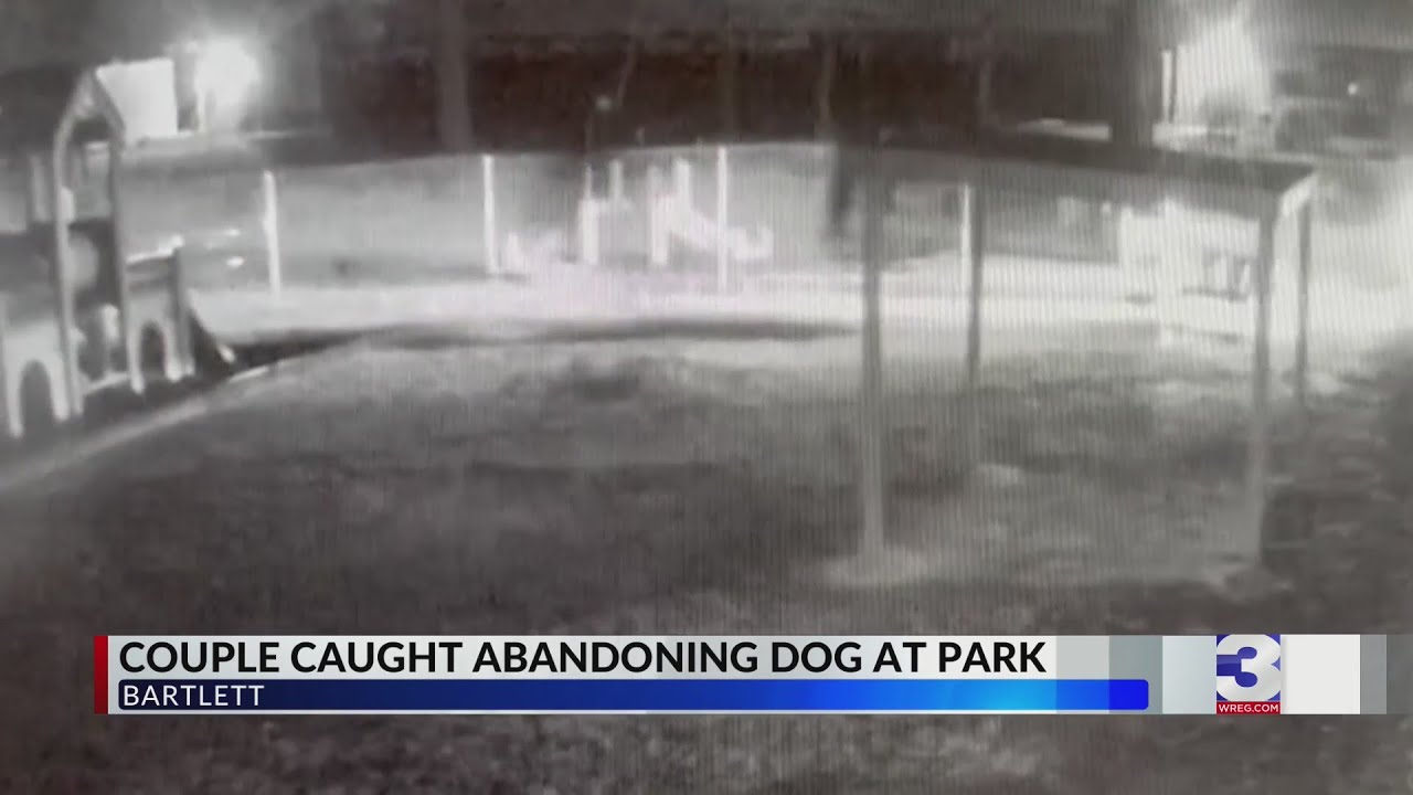 Dog abandoned at Bartlett park searches for new home