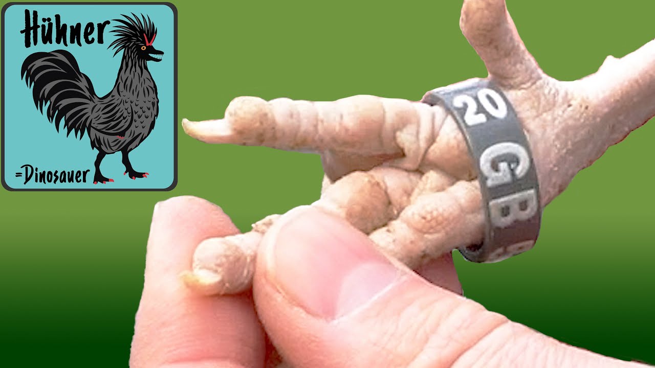 BDRG Bundesringe bestellen, kaufen, beringen