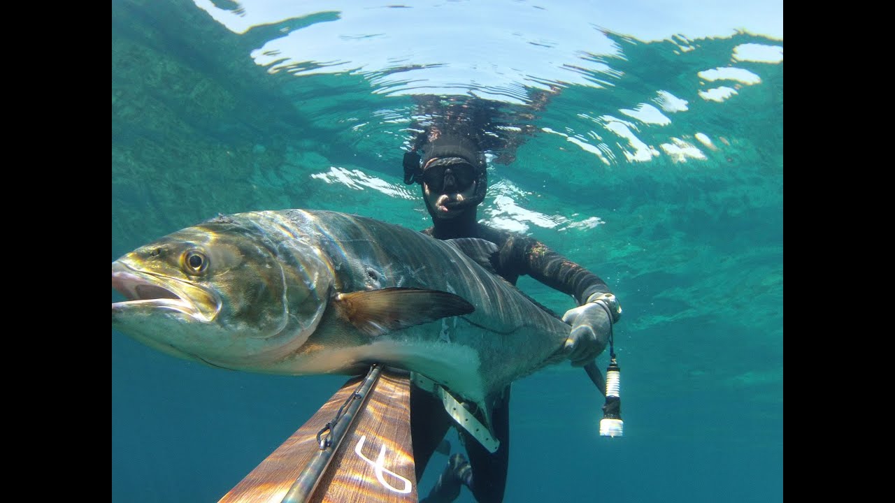 Pescasub: la grossa Leccia all'improvviso. Spearfishing maggio 2023