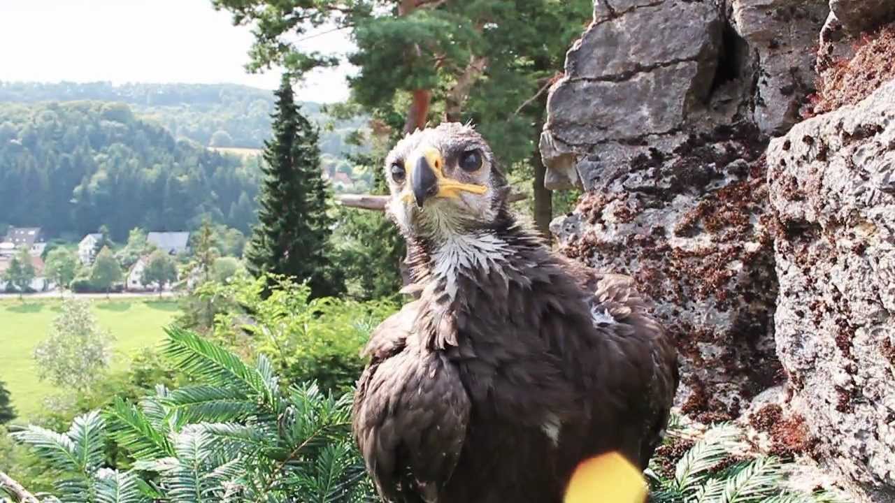 Young eagle training for a flight - week 8