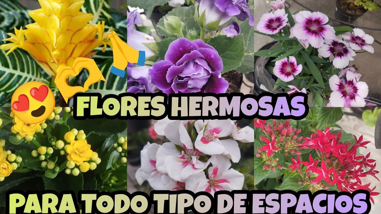PLANTAS BONITAS QUE PUEDES TENER EN INTERIOR Y EXTERIOR 🌱 §LIZZ Y SU VIVERO 
