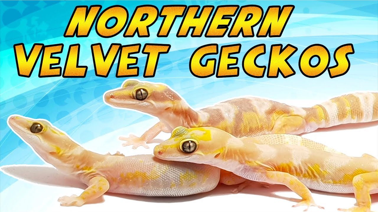 Northern Velvet Geckos - CrittaCam