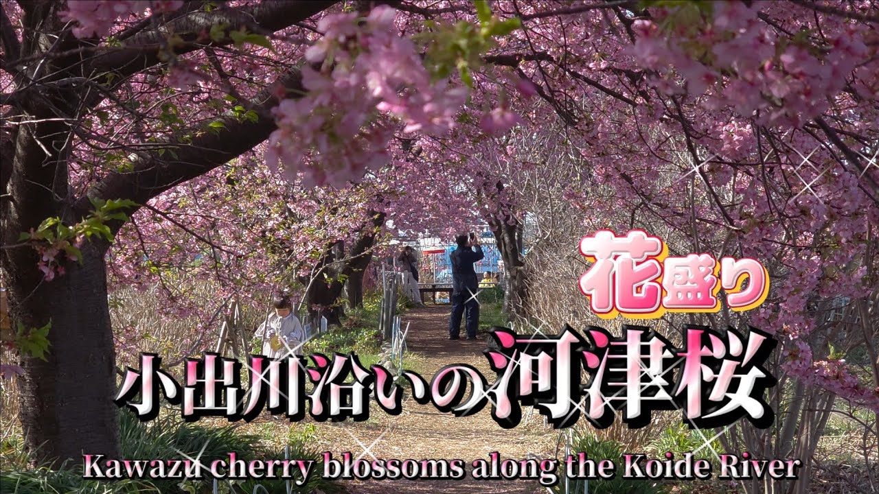 小出川沿いの河津桜/寒緋桜/玉縄桜/花盛り🌸/神奈川県茅ヶ崎市/Kawadzuzakura/Three types of cherry blossoms are in full bloom🌸