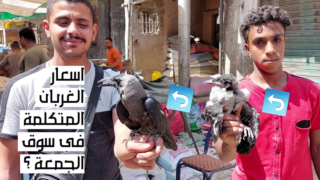 اسعار الغربان المتكلمة فى سوق الجمعة | الغراب بيعد لحد 9 ومابيخافش من الصقور وبيعملو محاكمات لبعض !!