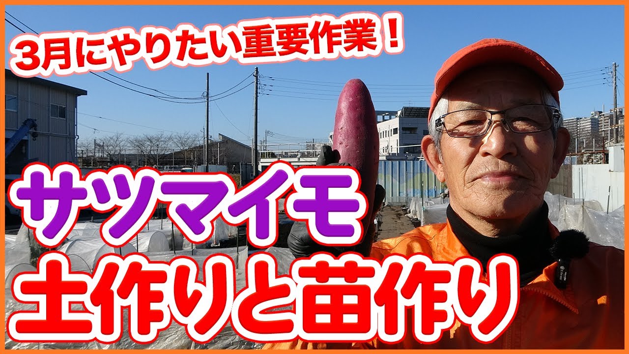 2022年サツマイモ栽培スタート！家庭菜園や農園でさつまいもの土作りと苗作り！肥沃な土を太陽熱消毒で土壌改善する方法も解説！【農園ライフ】