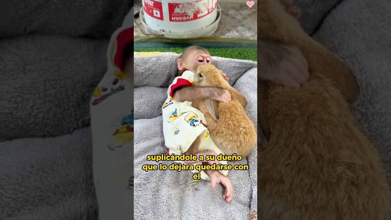 The kind monkey adopted a rabbit 