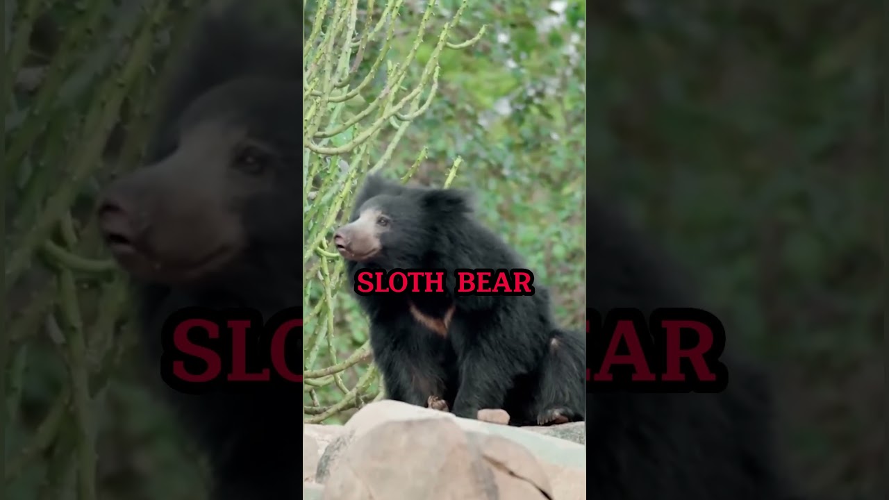 Animals and their greatest rivals #shorts #animals