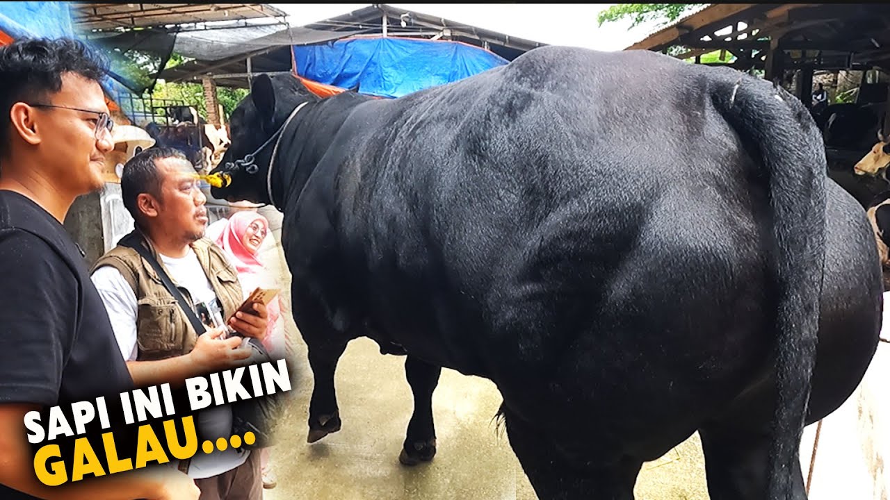 Sold 🔥 Sempat Galau Akhirnya Deal Sapi qurban Belgian Blue Super di Bintang Tani Madani Bogor