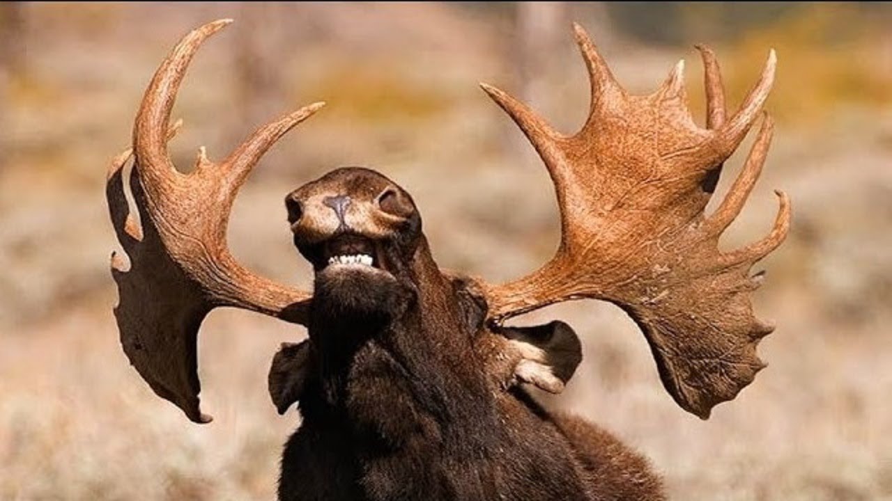 Moose Sounds -  Noises