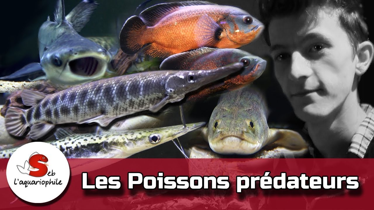 Aquarium de poissons prédateurs d eau douce , nouveau portrait d'aquariophile