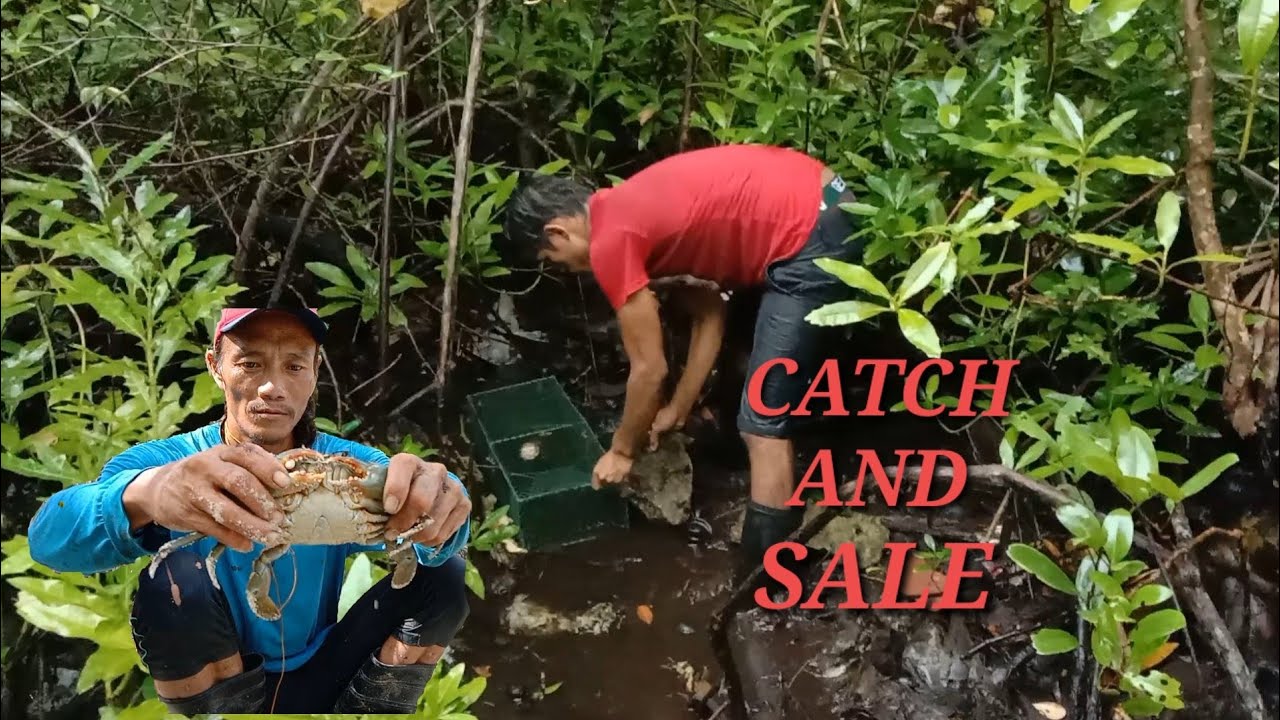 PANGHUHULI NG ALIMANGO/ CATCH & SALE