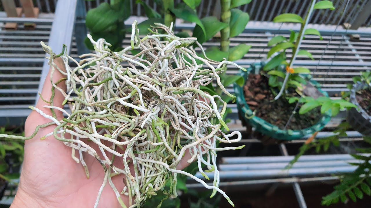 Chăm Sóc Bộ Rễ Cho Cây Lan Mới Trồng Và Trưởng Thành ( Quan Trọng)