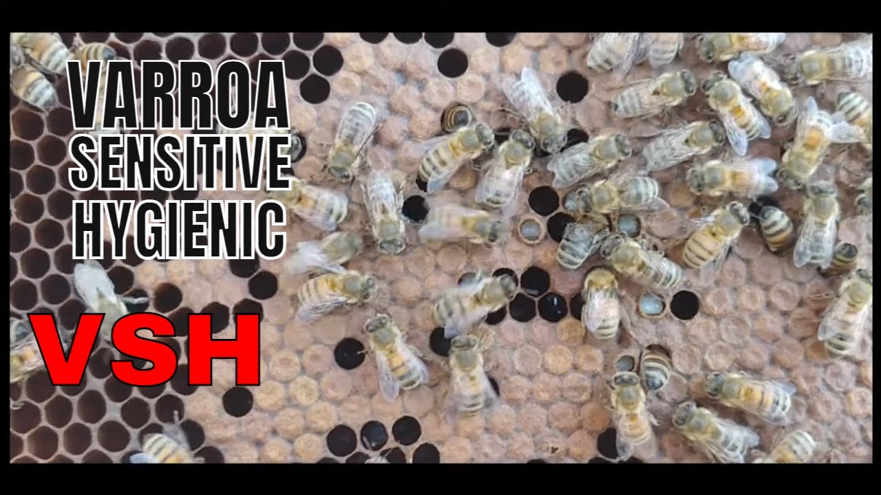 ☯️  VARROA  Sensitive Hygienic on a Brood Frame #VSH #beekeeping