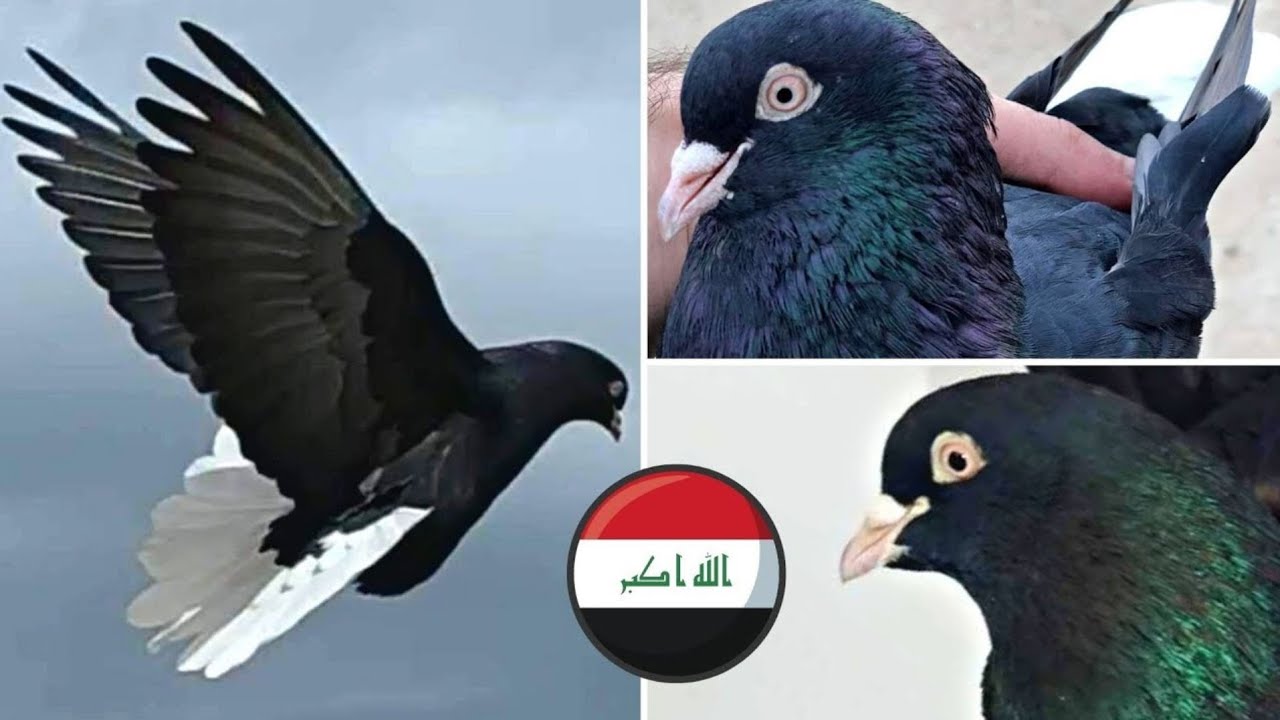 ВИНТЫ 🌪 ИРАК УДИВЛЯЕТ. Бойные голуби Фав | lraqi faw (roller / tumbler) pigeons ⭐️