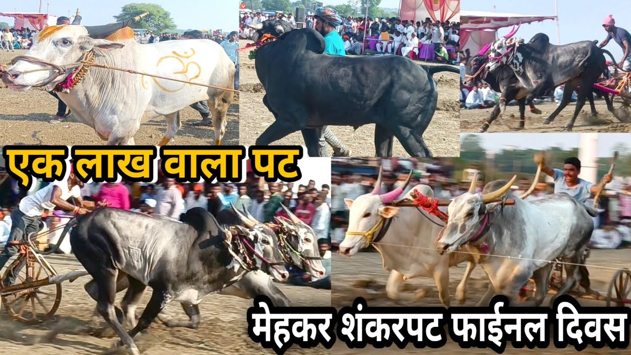 मेहकर शंकरपट फाईनल दिवस पहा कोण झालं विजेता । एक लाख वाला पट की फाईनल । #shankarpat @patPREMIwithZAIDKHAN