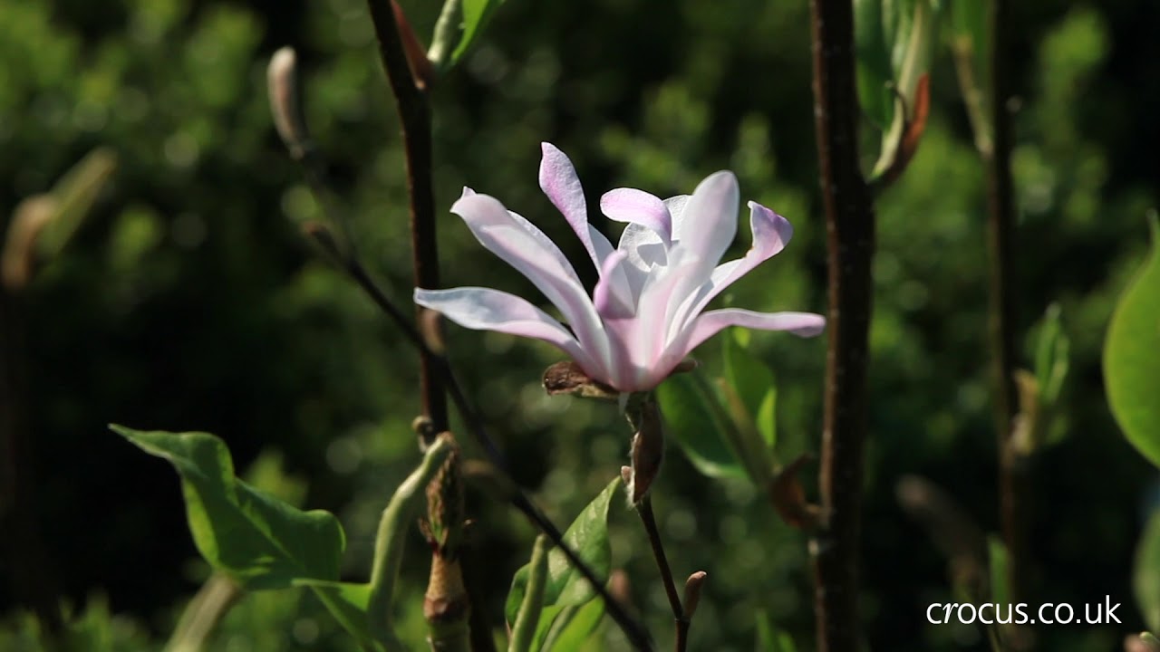 How to grow Magnolias | Crocus.co.uk
