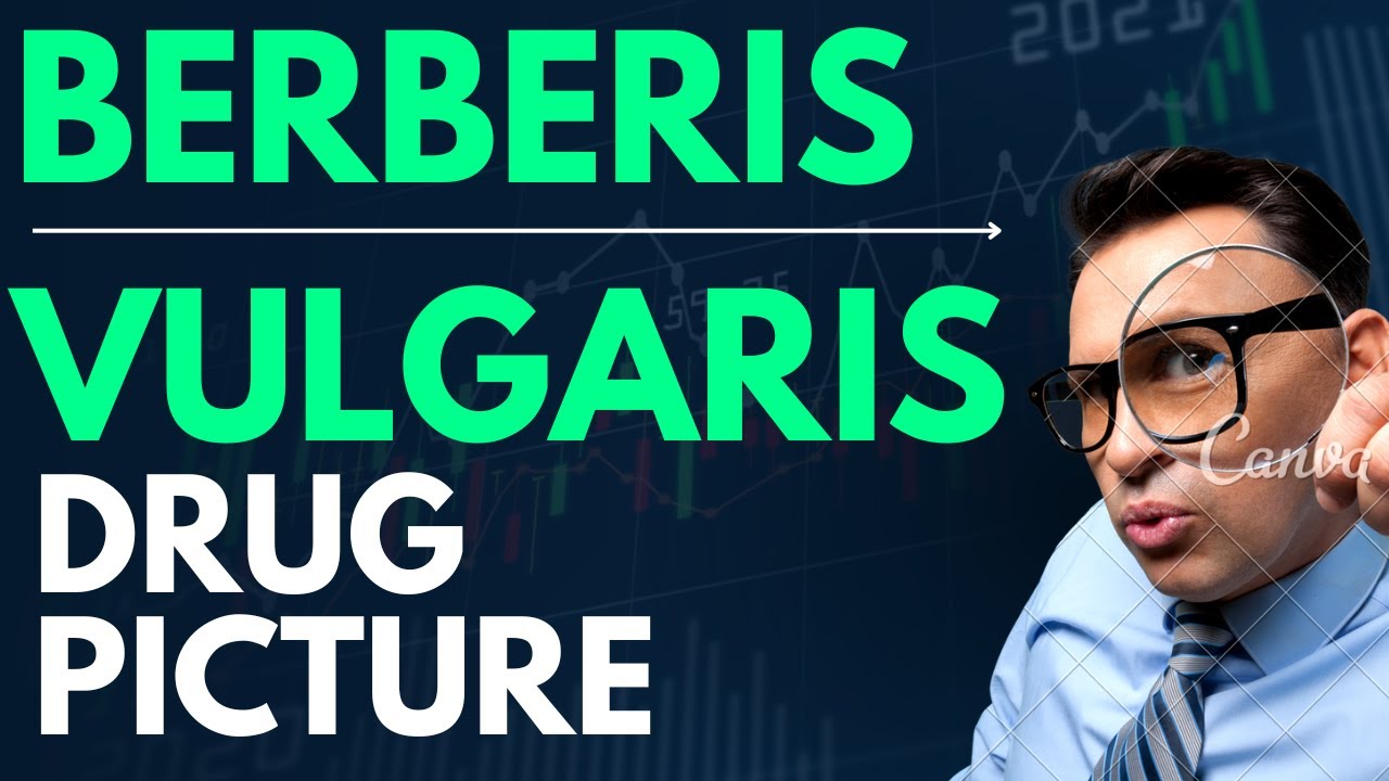 BERBERIA VULGARIS DRUG PICTURE || BERBERIS VULGARIS COMPLETE DRUG PICTURE || BERBERIS VULGARIS !