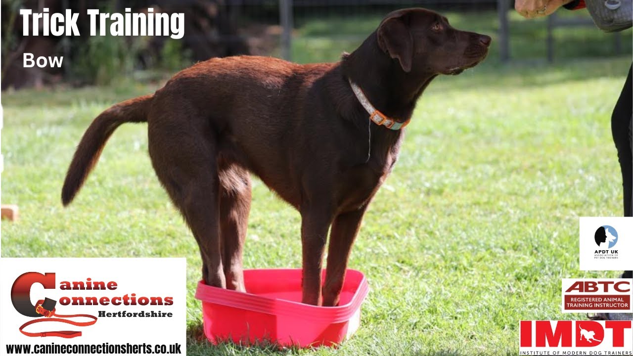 Teaching your dog to bow