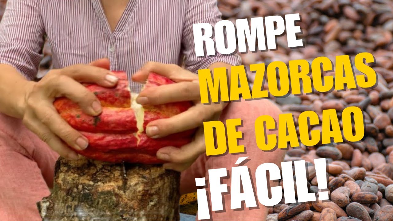 Ya no uses machete: esta herramienta casera abre mazorcas de cacao sin riesgo