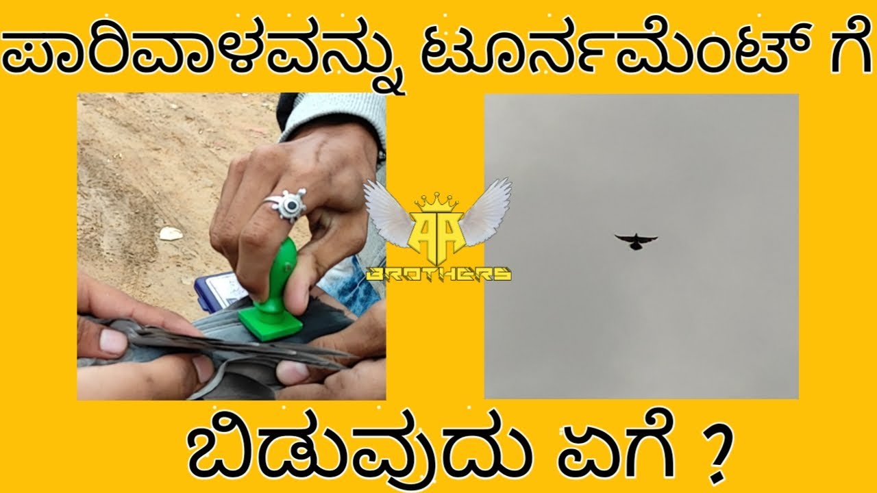 ಪಾರಿವಾಳವನ್ನು ಟೂರ್ನಮೆಂಟ್ ಗೆ ಬಿಡುವುದು ಏಗೆ ?