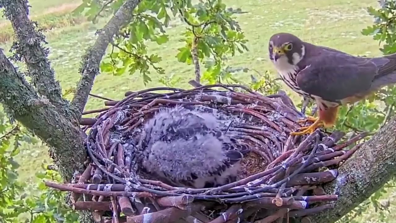 #falcon Cam4#117 Review baby birds in the nest - Dad and mother brings food to feed their chicks