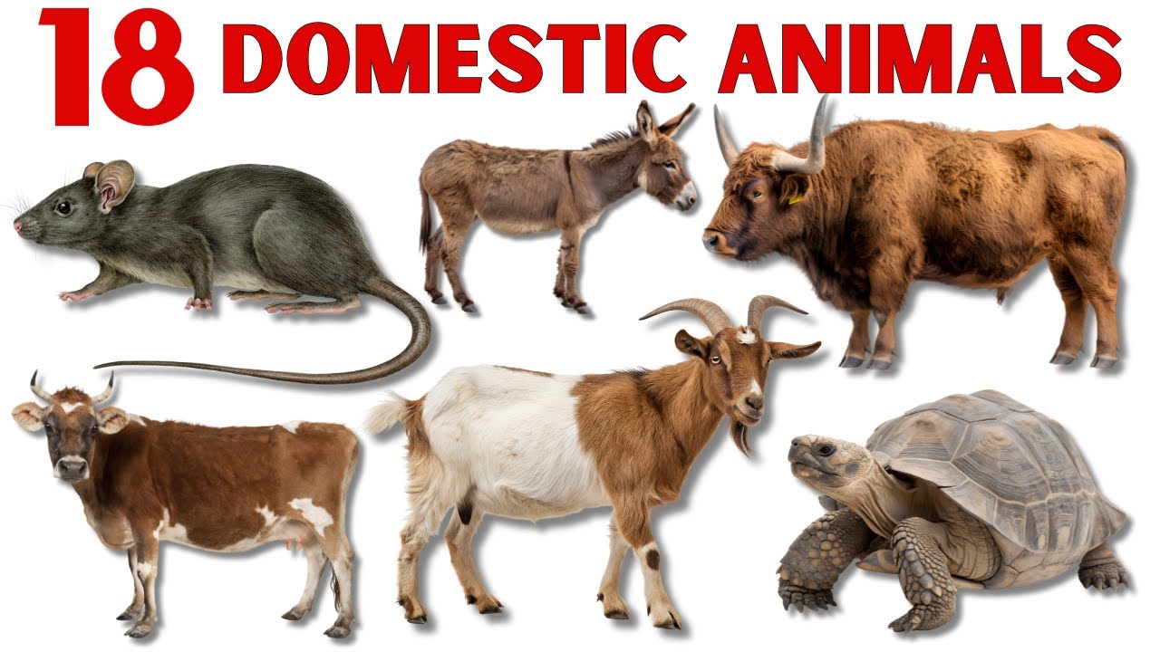 घरेलू जानवरों के नाम | Domestic Animals Names for Kids | Domestic Animals