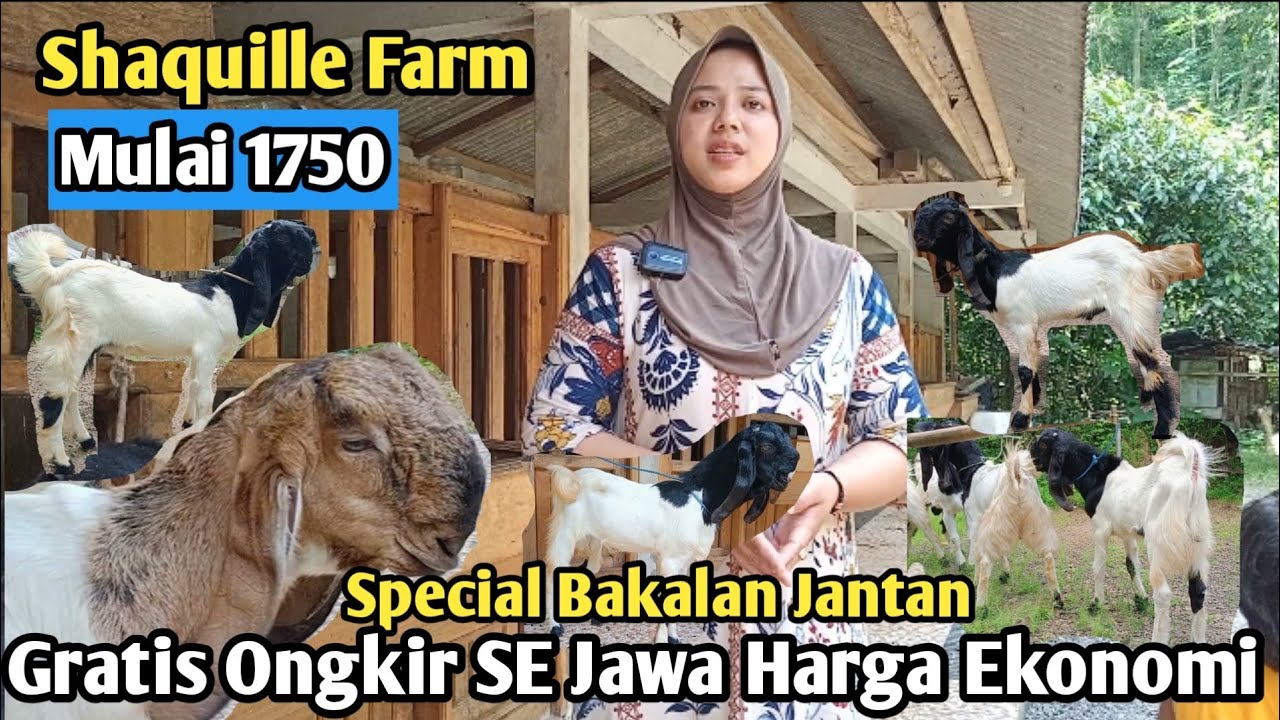 1750...!!BAKALAN JANTAN GRATIS ONGKIR SE JAWA #hargakambing#kambingpe