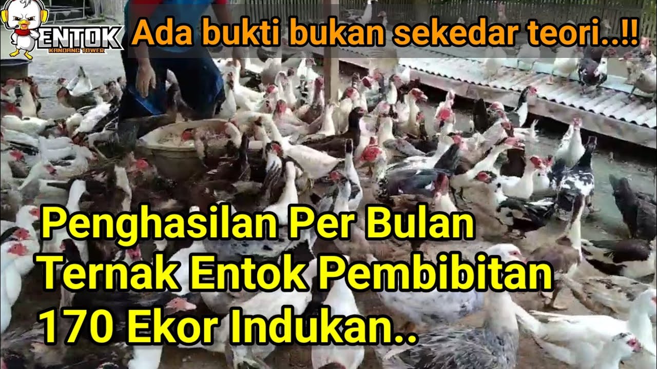 Jumlah Penghasilan Usaha Ternak Entok Pembibitan Dengan 170 Ekor Indukan.