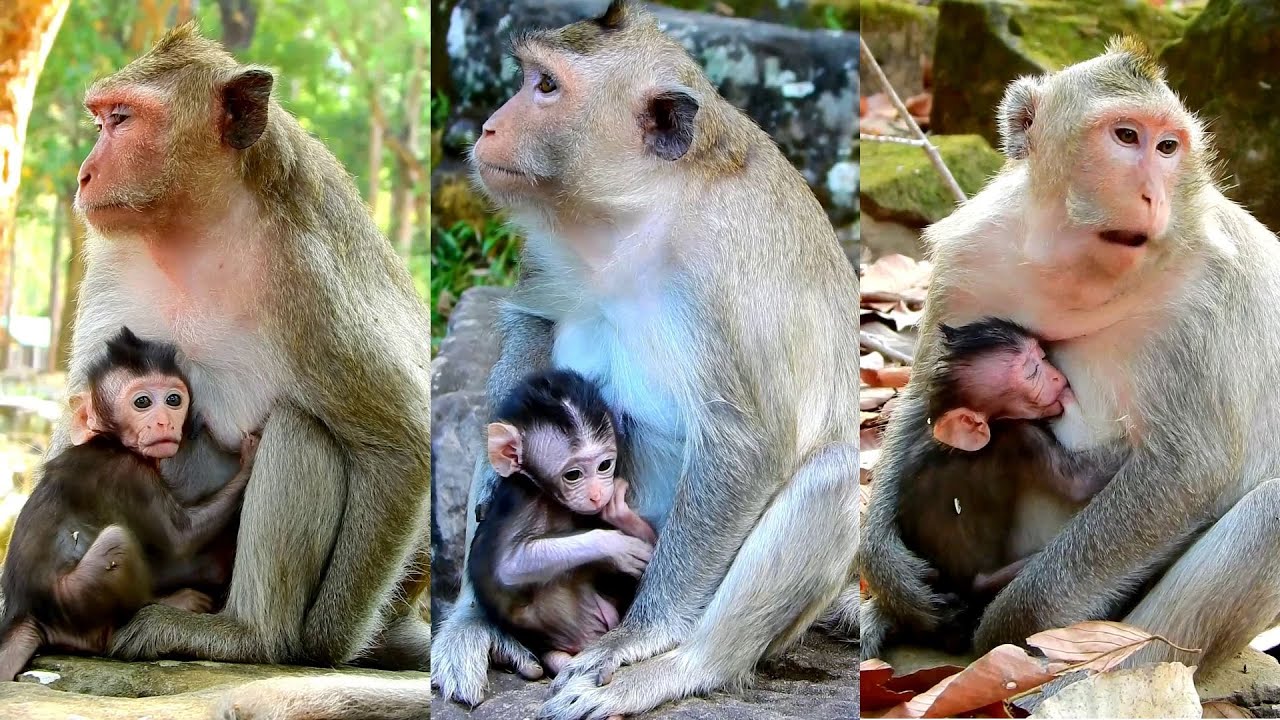 Cute Virgil baby hugs mum very lovely and friendly get sweet milk.