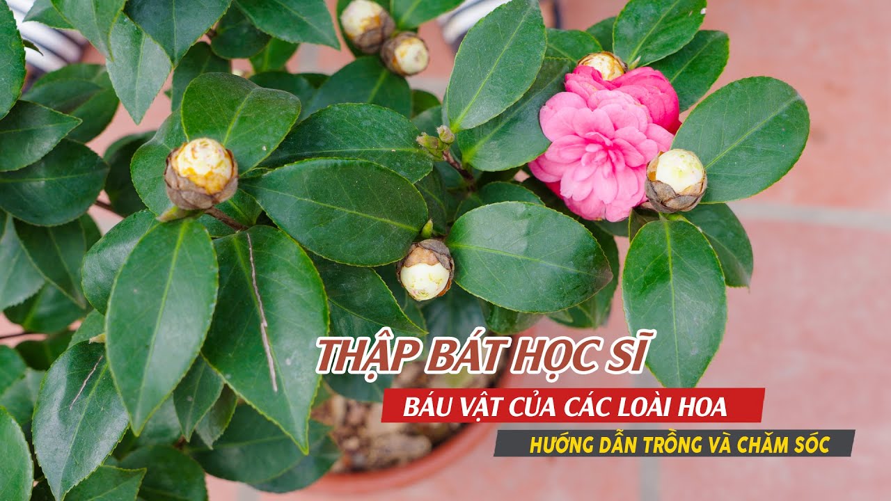 TRÀ THẬP BÁT HỌC SĨ - Đặc điểm nhận biết và cách trồng trà sau tết