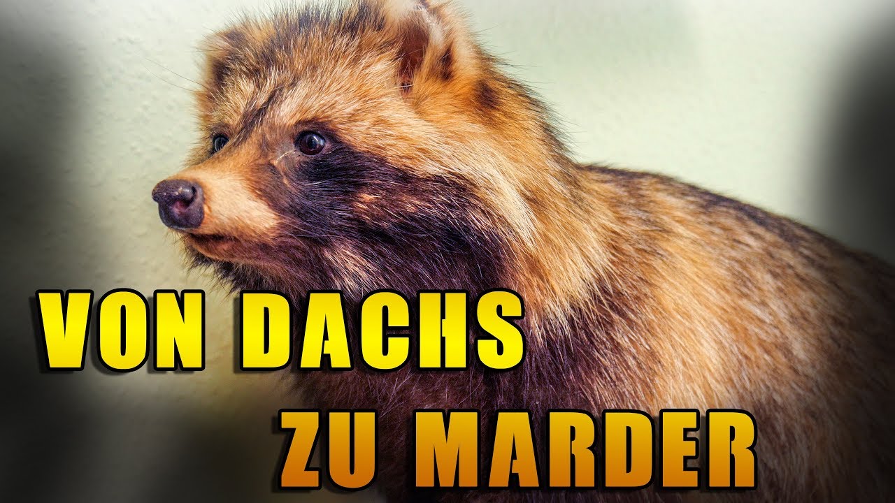 Von Dachs und Fuchs zu  Marder PROBLEMATIK 2018