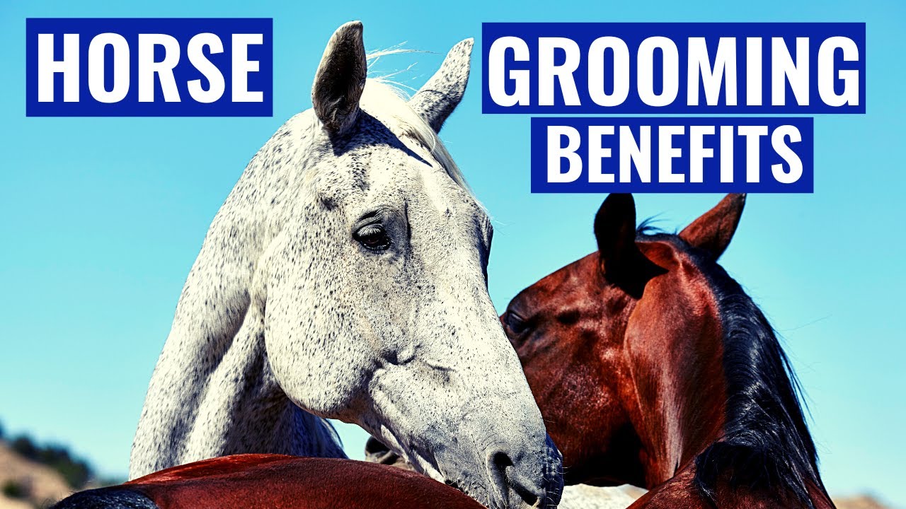 What Are The TOP 5 BENEFITS OF GROOMING YOUR HORSE!